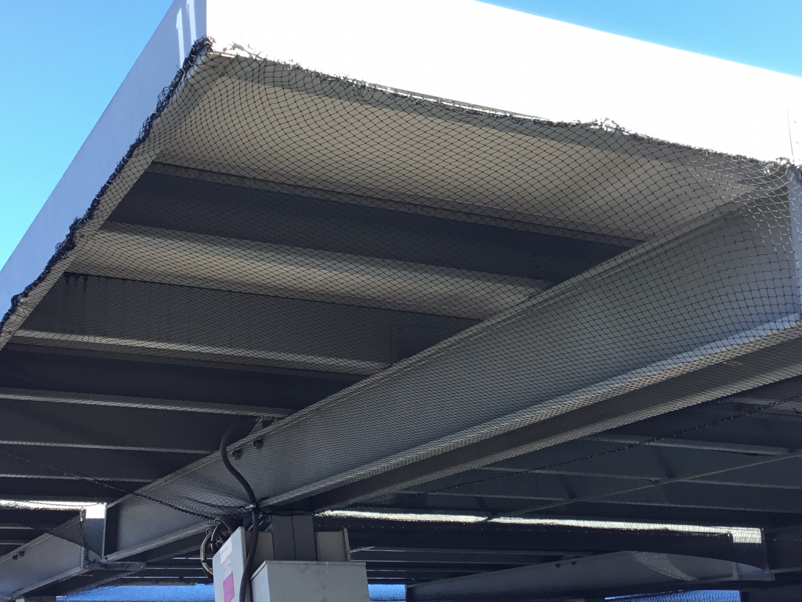 Pigeon Control Bird Abatement